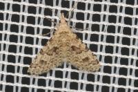 Alucita hexadactyla