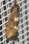 Incurvaria pectinea