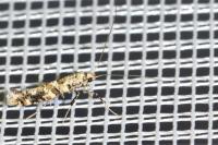 Gracillaria syringella