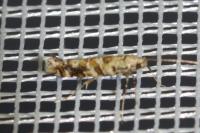 Gracillaria syringella