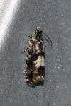 Pammene argyrana