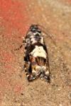Pammene argyrana