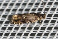 Pammene argyrana