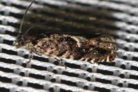 Pammene argyrana