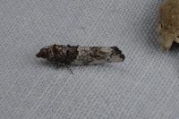 Phaneta pauperana