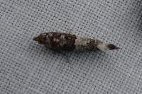 Phaneta pauperana