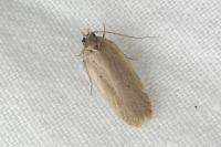 Agonopterix rotundella