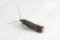 Aproaerema anthyllidella