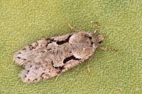 Semioscopis steinkellneriana