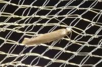 Argyresthia praecocella