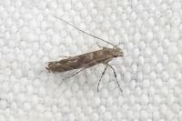 Acrocercops brongniardella