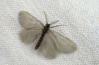 Rebelia plumella surientella