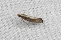 Acrolepiopsis vesperella
