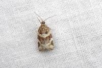 Argyrotaenia ljungiana