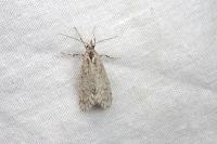 Diurnea fagella