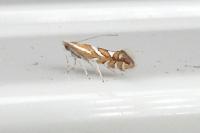 Phyllonorycter