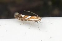 Phyllonorycter