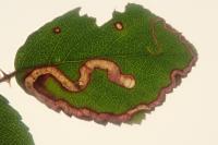 Stigmella aurella