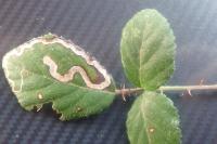 Stigmella aurella
