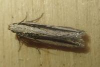 Mirificarma interrupta