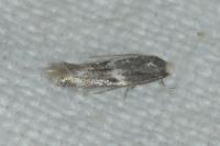 Elachista stabilella