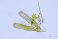 Elachista stabilella