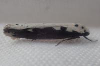 Ethmia bipunctella