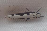 Ethmia bipunctella