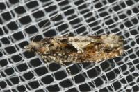 Epinotia immundana
