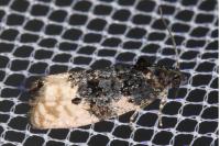 Metendothenia atropunctana