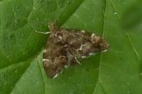 Anthophila fabriciana