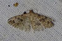 Alucita hexadactyla