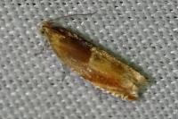 Ancylis mitterbacheriana