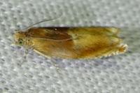Ancylis mitterbacheriana