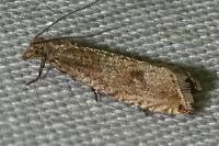 Bactra