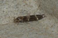 Mompha subbistrigella