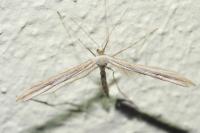 Emmelina monodactyla