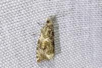 Celypha lacunana