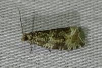 Celypha lacunana