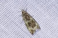 Celypha lacunana