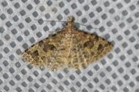 Alucita hexadactyla