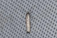 Yponomeuta sedella