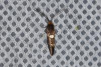 Incurvaria masculella