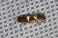 Incurvaria masculella