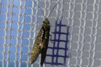 Dyseriocrania subpurpurella