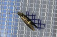 Dyseriocrania subpurpurella