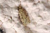 Agonopterix ferocella