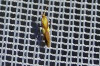 Caloptilia