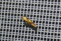 Caloptilia