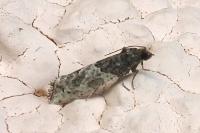 Phaneta pauperana